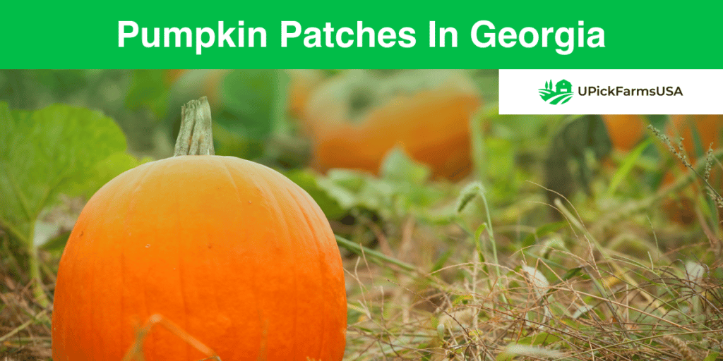 Find A Pumpkin Patch In Georgia