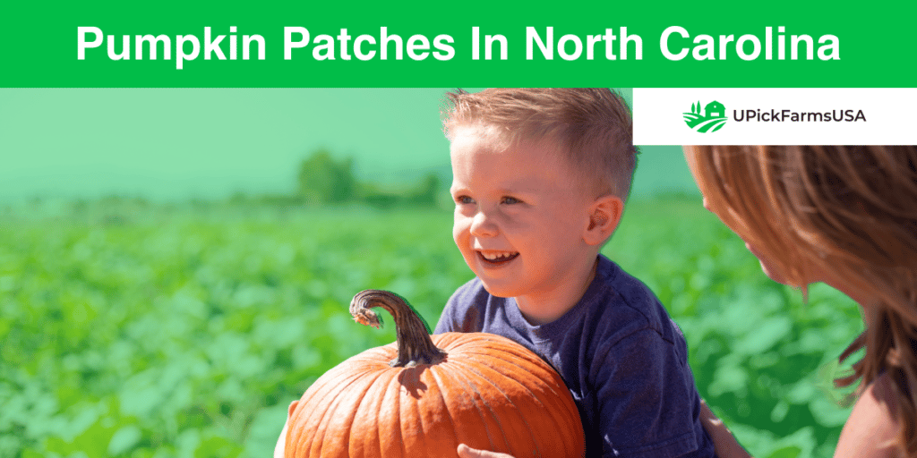 Find A Pumpkin Patch In North Carolina