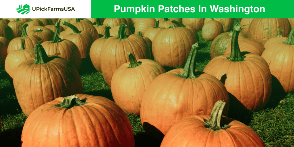Find A Pumpkin Patch In Washington