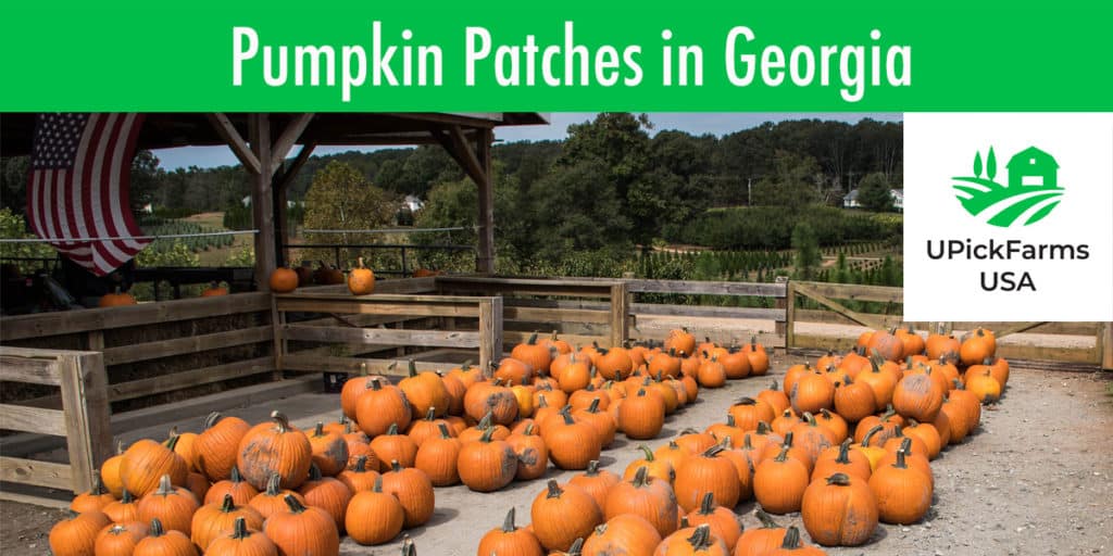Find The Best Pumpkin Patches In Georgia