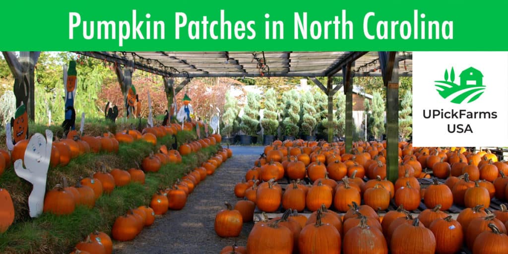 Find The Best Pumpkin Patches In North Carolina