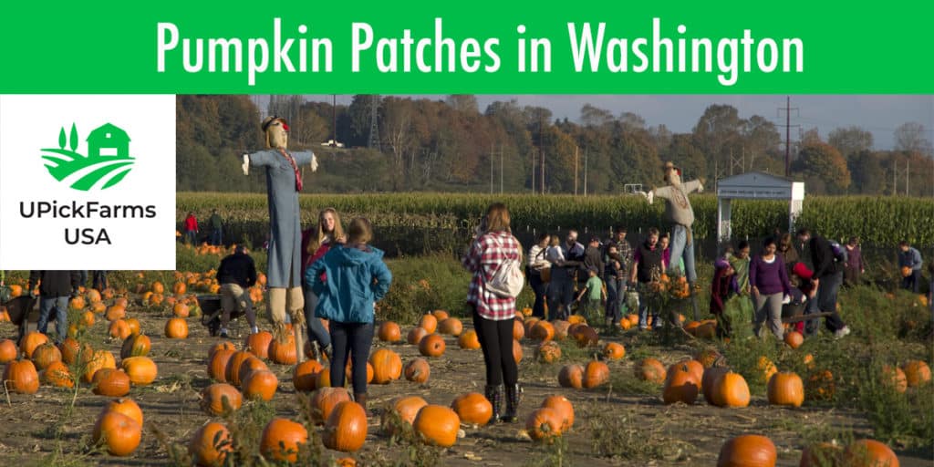 Find The Best Pumpkin Patches In Washington