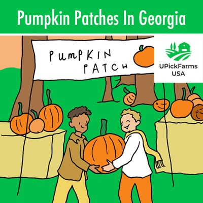 Pumpkin Patches In Georgia