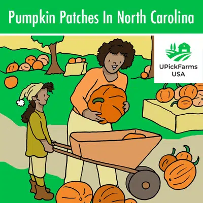 Pumpkin Patches In North Carolina
