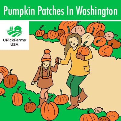 Pumpkin Patches In Washington