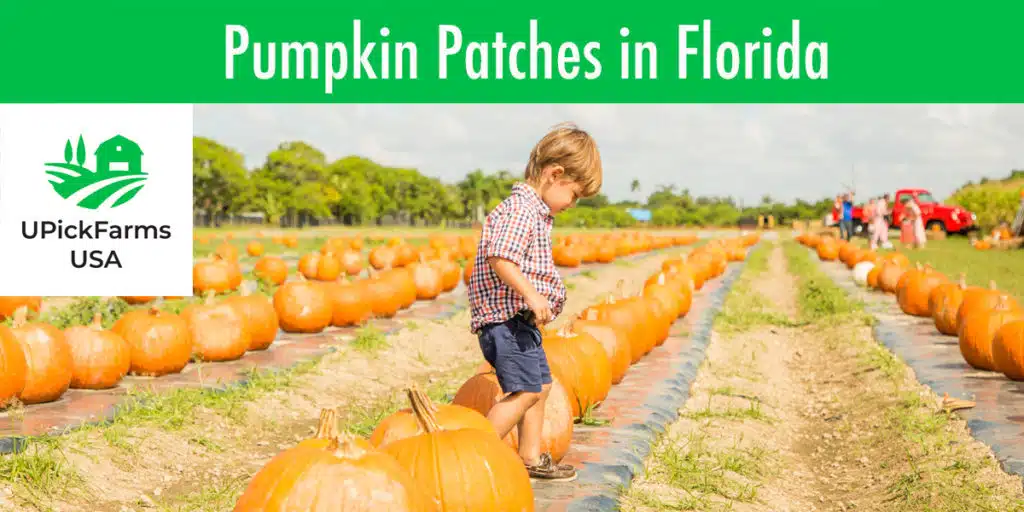 Best Pumpkin Patches In Florida