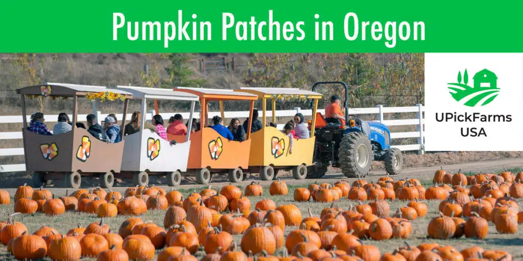 Best Pumpkin Patches In Oregon