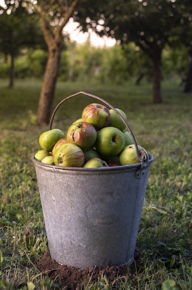 Produce From A U-Pick Farm In Utah