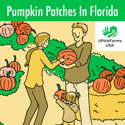 Pumpkin Patches In Florida