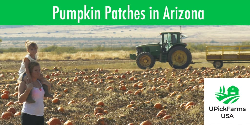Best Pumpkin Patches In Arizona To Visit