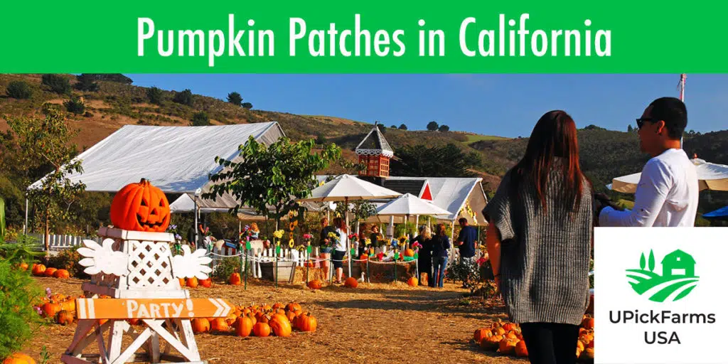 Best Pumpkin Patches In California
