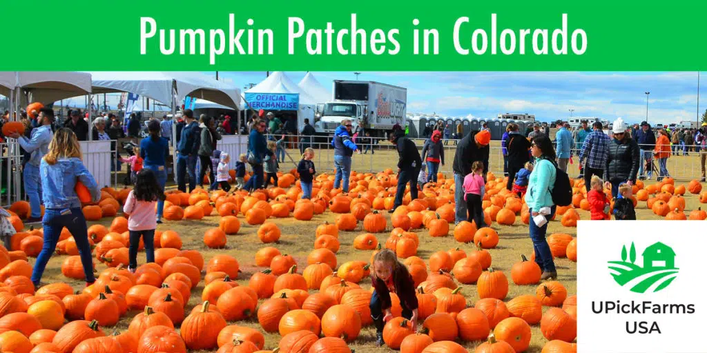 Best Pumpkin Patches In Colorado