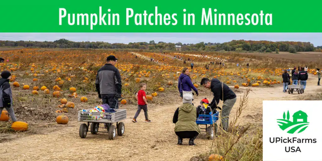 Best Pumpkin Patches In Minnesota To Visit