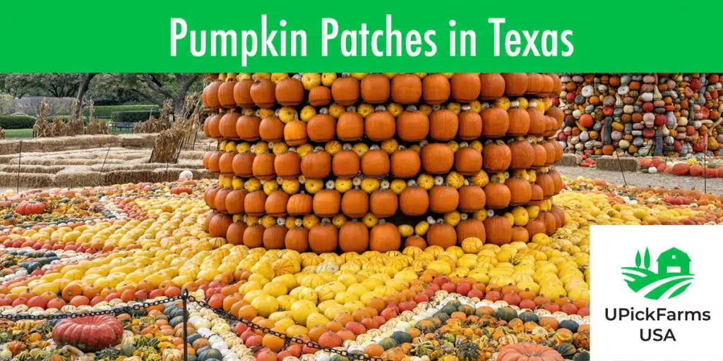 Best Pumpkin Patches In Texas To Visit
