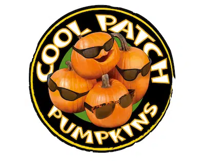 Cool Patch Pumpkins In Dixon CA