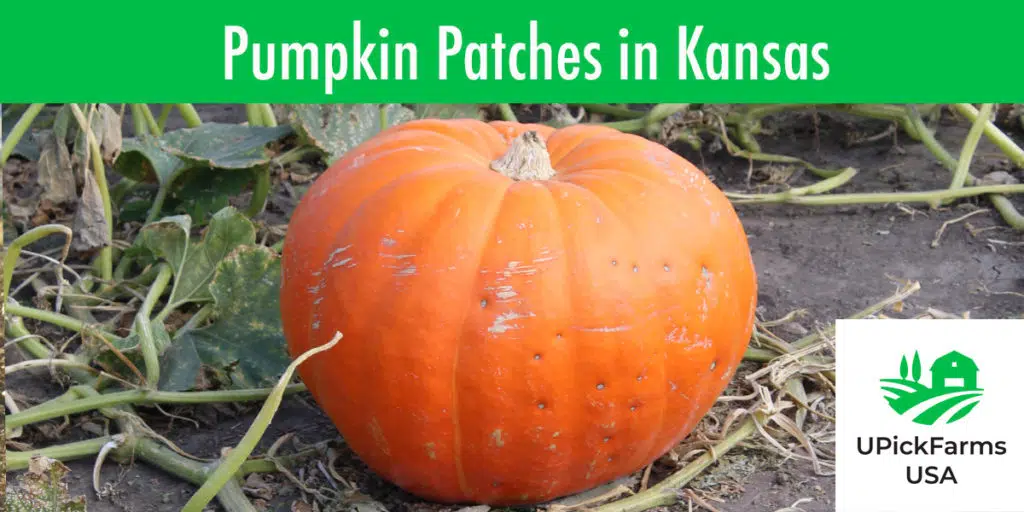 Find Pumpkin Patches In Kansas