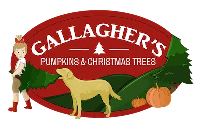 Gallagher’s Pumpkins and Christmas Trees In Saint Petersburg FL