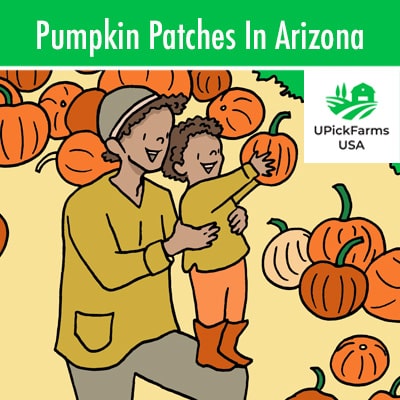 Pumpkin Patches In Arizona