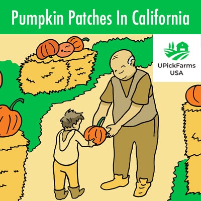 Pumpkin Patches In California