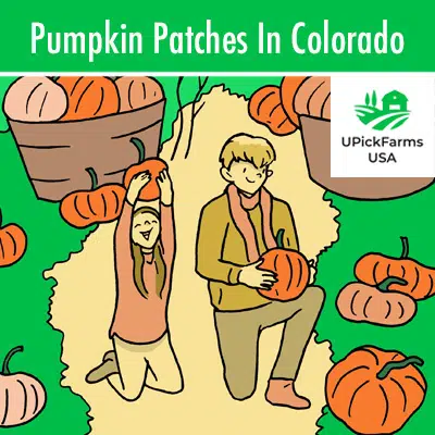 Pumpkin Patches In Colorado