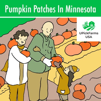 Pumpkin Patches In Minnesota
