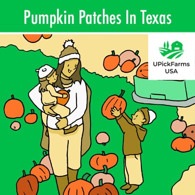 Pumpkin Patches In Texas