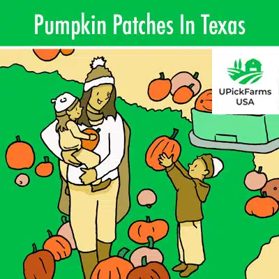 Pumpkin Patches In Texas