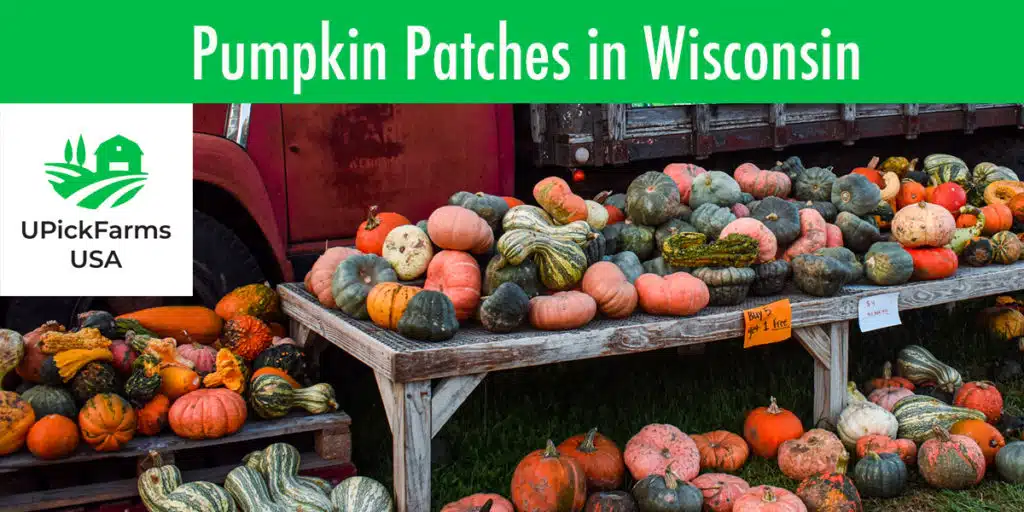 Best Pumpkin Patches In Wisconsin To Visit