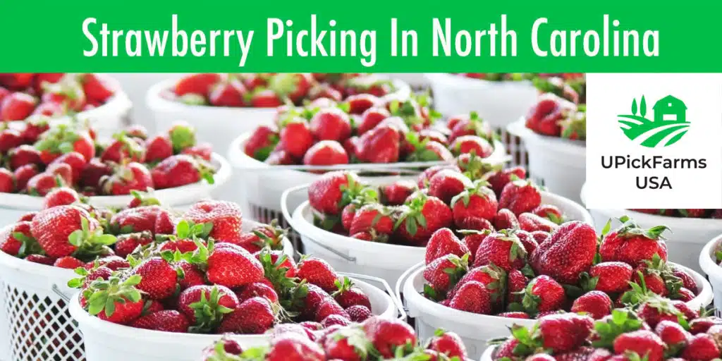 Find The Best Strawberry Picking Farms In North Carolina