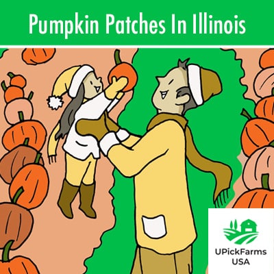 Pumpkin Patches In Illinois