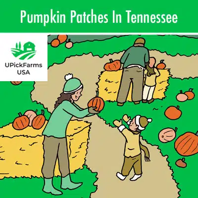 Pumpkin Patches In Tennessee