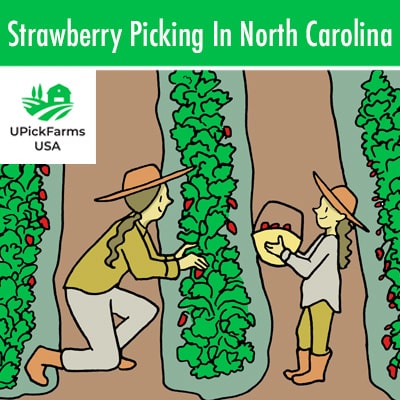 Strawberry Farms In North Carolina