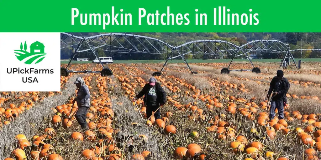 The Best Pumpkin Patches In Illinois You Should Visit