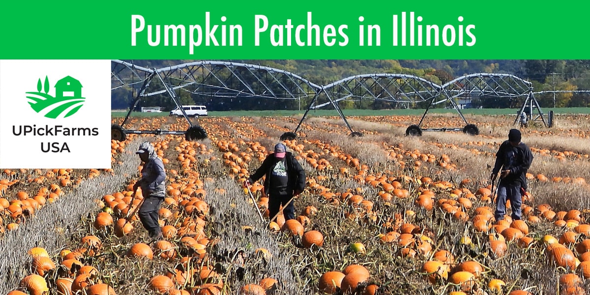 13 Of The Best Pumpkin Patches In Illinois You Must Visit