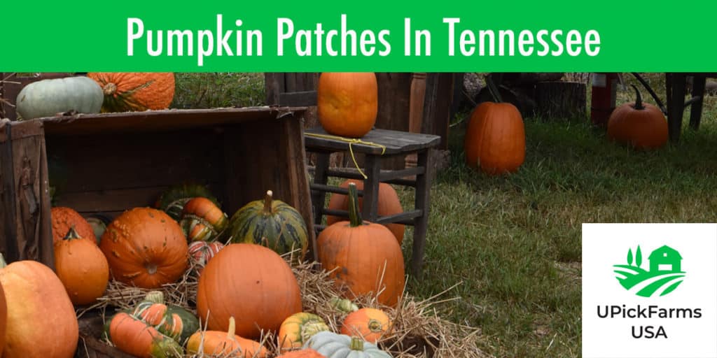 Visit One Of These Best Pumpkin Patches In Tennessee