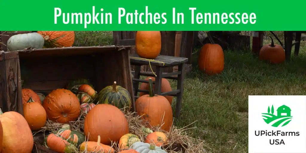 Visit One Of These Best Pumpkin Patches In Tennessee