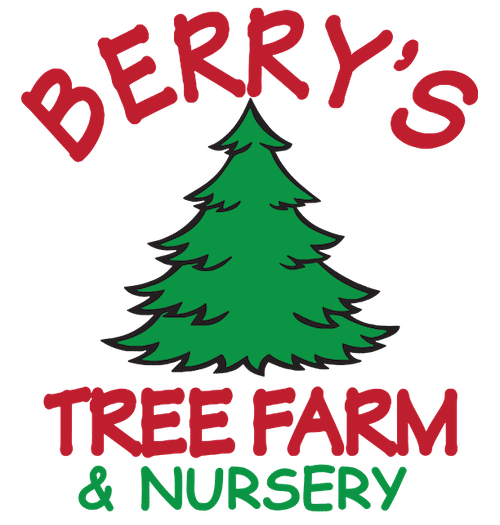 Christmas Tree Farms In Where You Can Cut Your Own