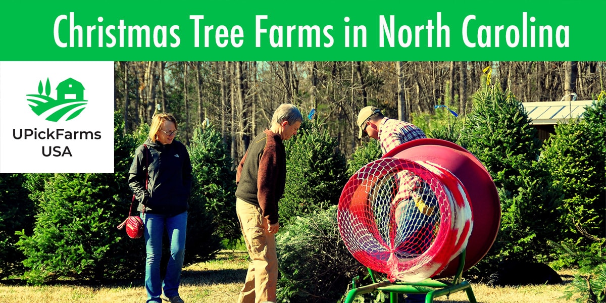 14 Of The Best Christmas Tree Farms In North Carolina