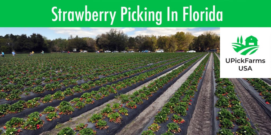 Best Strawberry Picking Farms In Florida To Visit