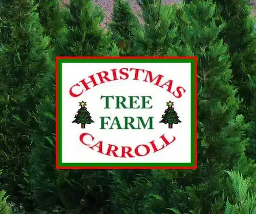 Christmas Tree Farm Carroll Georgia