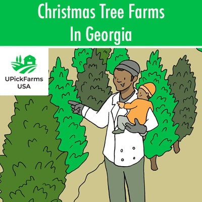 Christmas Tree Farms In Georgia