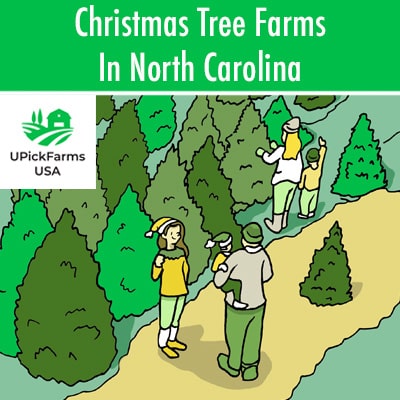 Christmas Tree Farms In North Carolina