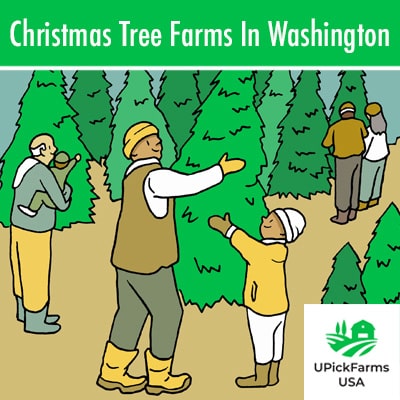 Christmas Tree Farms In Washington