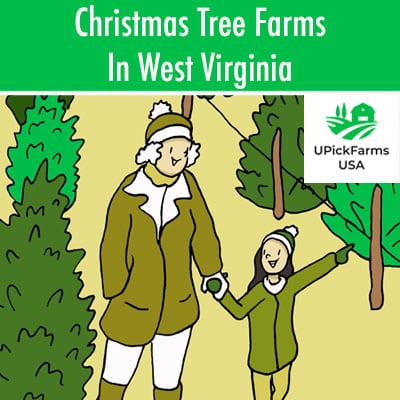 Christmas Tree Farms In West Virginia