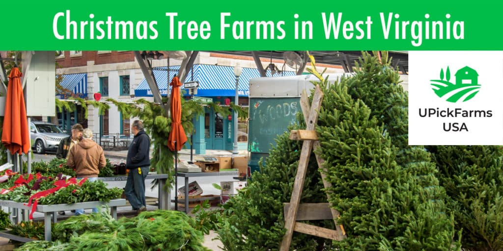 Find A Christmas Tree Farm In West Virginia To Cut Your Own Tree