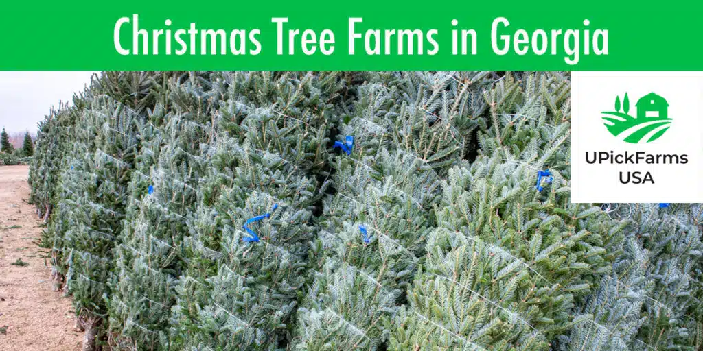 Find Christmas Tree Farms In Georgia To Cut Your Own Tree