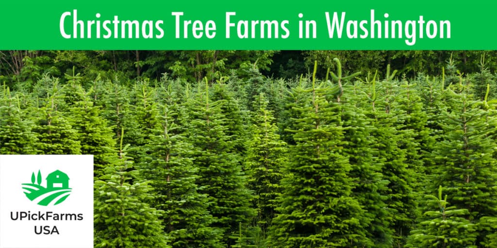 Find The Best Christmas Tree Farm In Washington To Cut Your Own Tree
