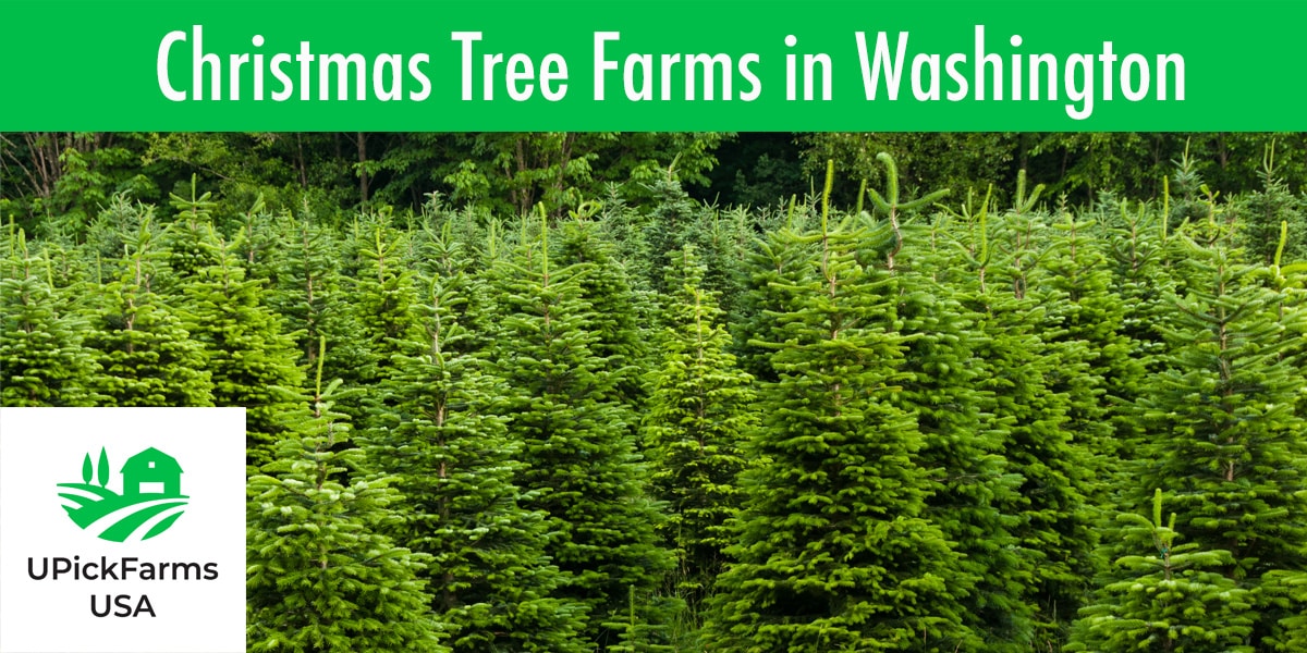 14 Of The Best Christmas Tree Farms In Washington State