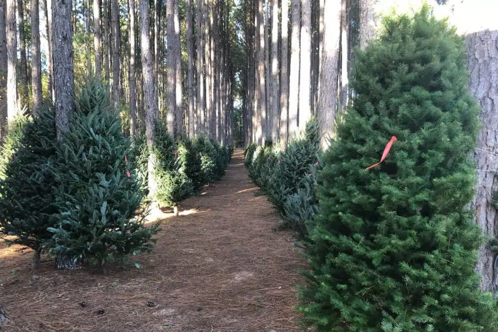 Hubbard Christmas Tree Farm In Georgia