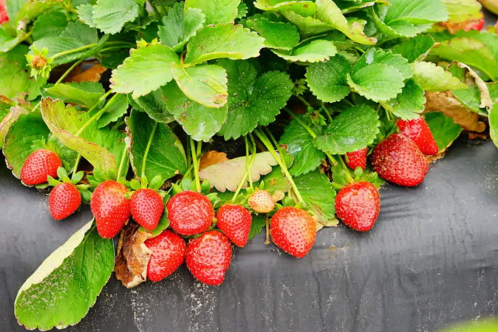 Picking Strawberries in Florida